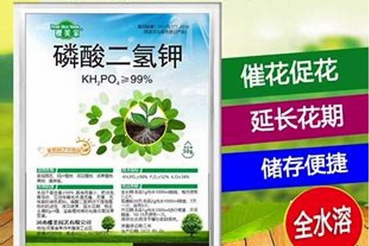 大家都给三角梅施什么肥？多久施肥一次