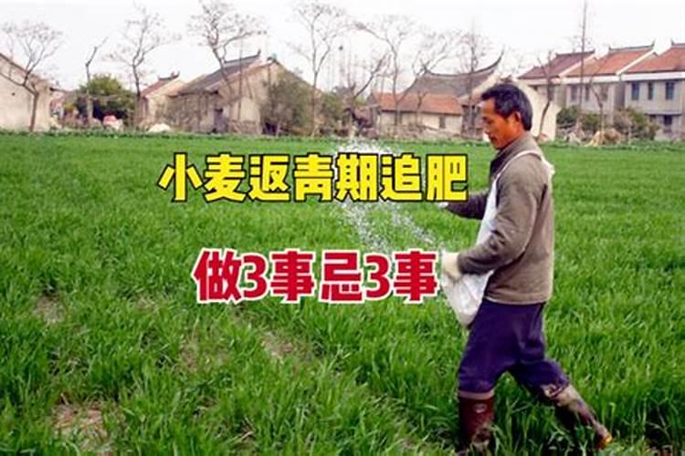小麦底肥用什么肥料好