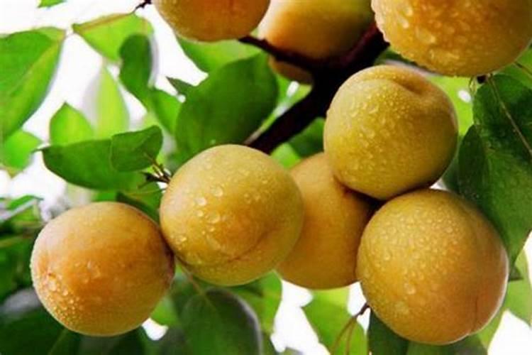 磷酸二氢钾加芸苔素内酯在杏树花前能喷施吗？
