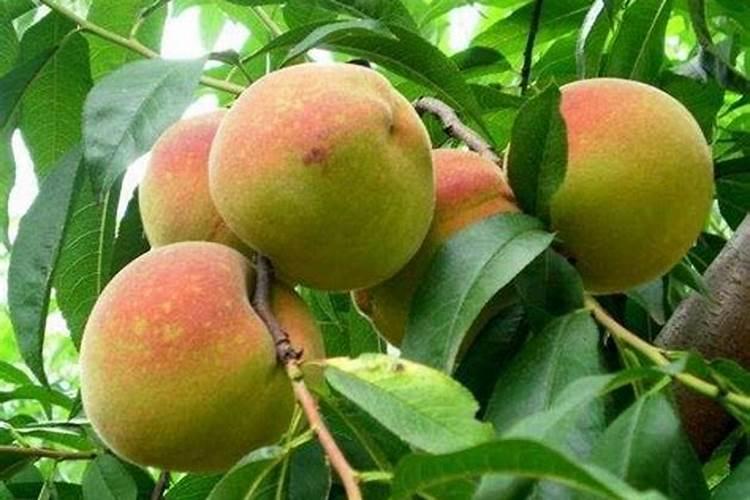 磷酸二氢钾喷桃树叶面桃子会软吗？