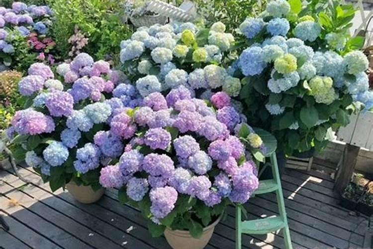 新买的绣球花怎么养