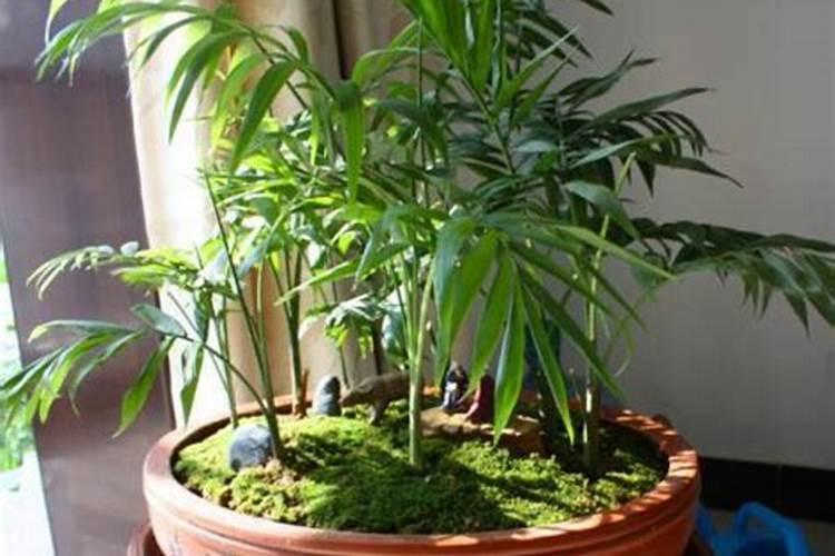 室内植物袖珍椰子怎么养殖？
