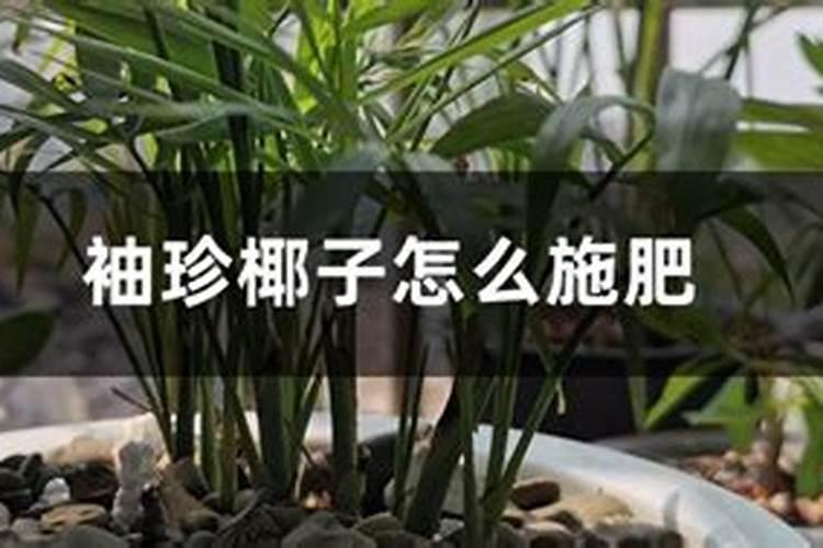 盆栽袖珍椰子怎么养袖珍椰子树的栽培技术和护理方法