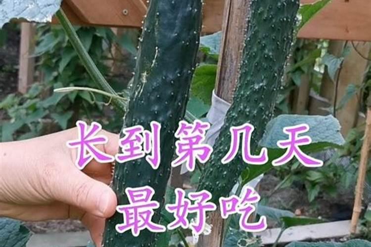 黄瓜坐果期施什么肥料