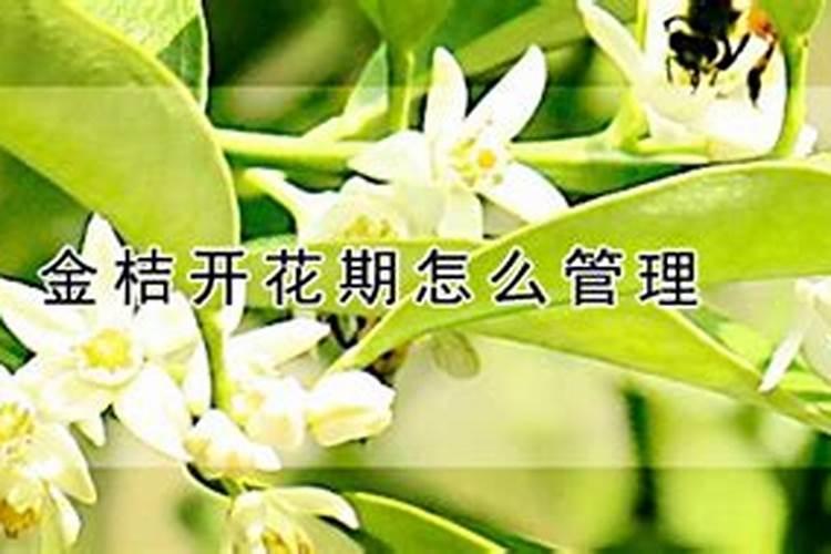 金桔开花期可以施肥吗金桔开花期间施什么肥
