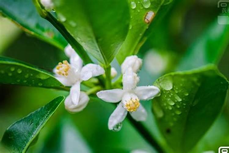 金桔开花期可以施肥吗 金桔开花期间施什么肥
