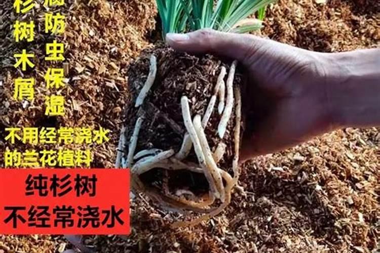 兰花专用肥怎么选