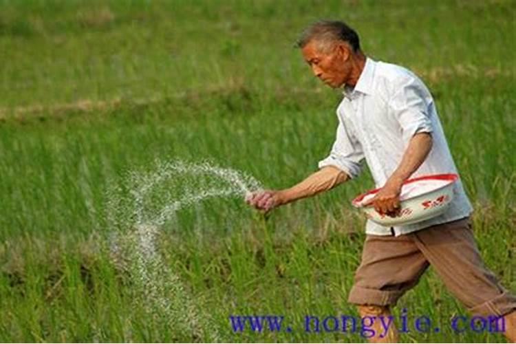 生姜施什么肥最高产,附种植方法和时间