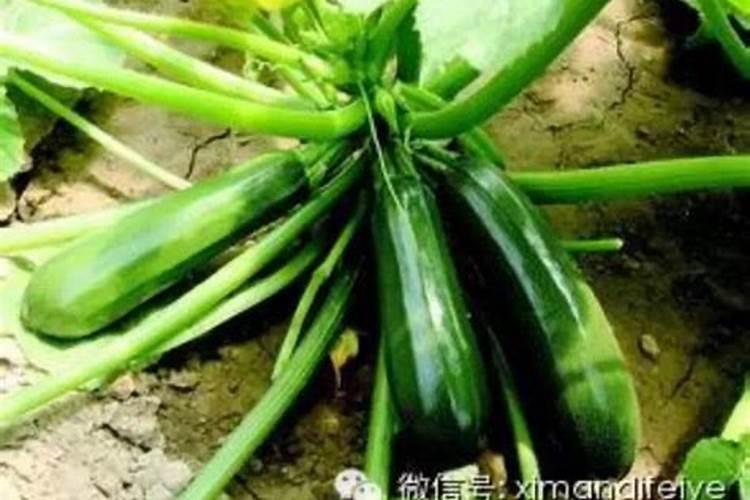 西葫芦叶片失绿,从下往上