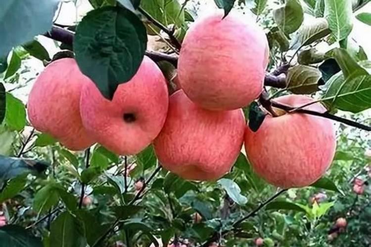 苹果树用什么肥料好