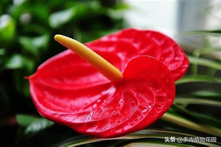火鹤花怎么浇水火鹤花怎么浇水施肥