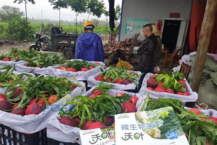 豆角冲什么水溶肥最好