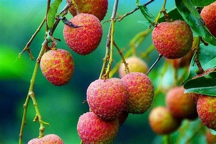 荔枝施什么肥料最好