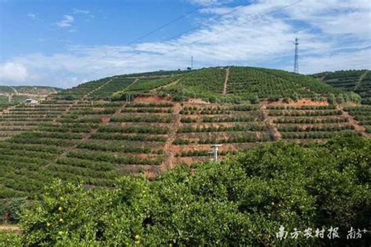 柑橘专用肥料颗粒全年都可以用吗？