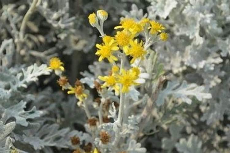 芙蓉菊栽培方法