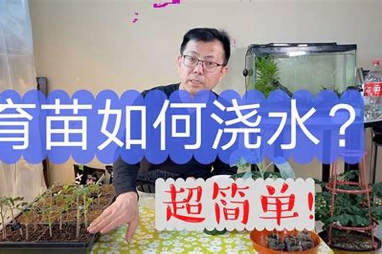 生菜水培怎么养