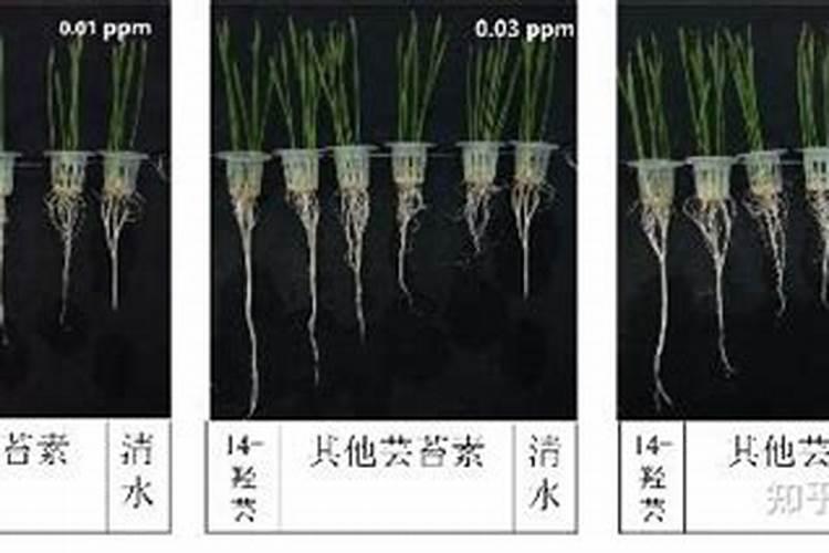 芸苔素内酯能膨果吗