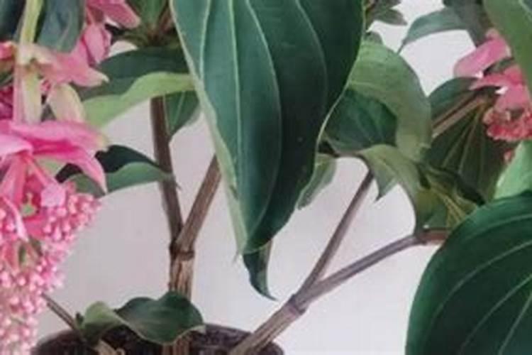 太阳花茎叶埋土里可以沤肥吗