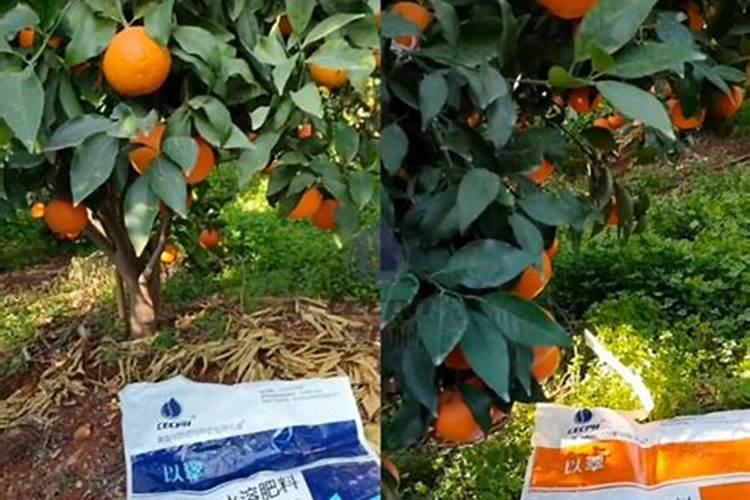 水果施什么肥料可以增加糖份