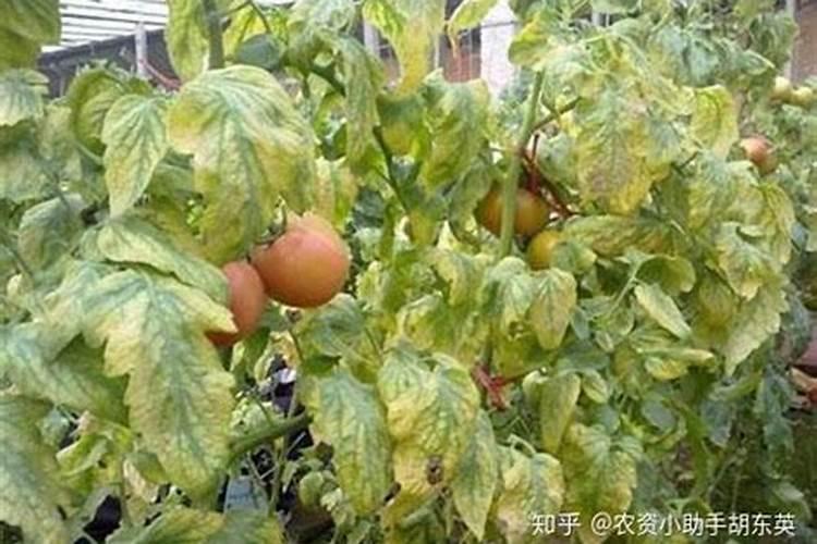 常吃海带有什么好处？