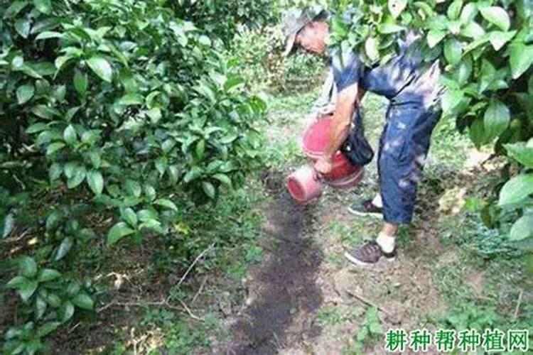枫树换盆容易死吗