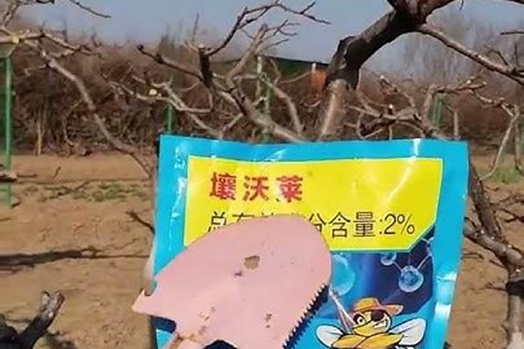 如何移植枫树