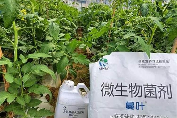 45石硫合剂兑水比例表