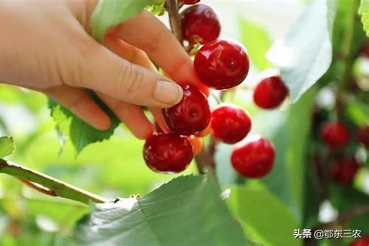 樱桃树用什么叶面肥
