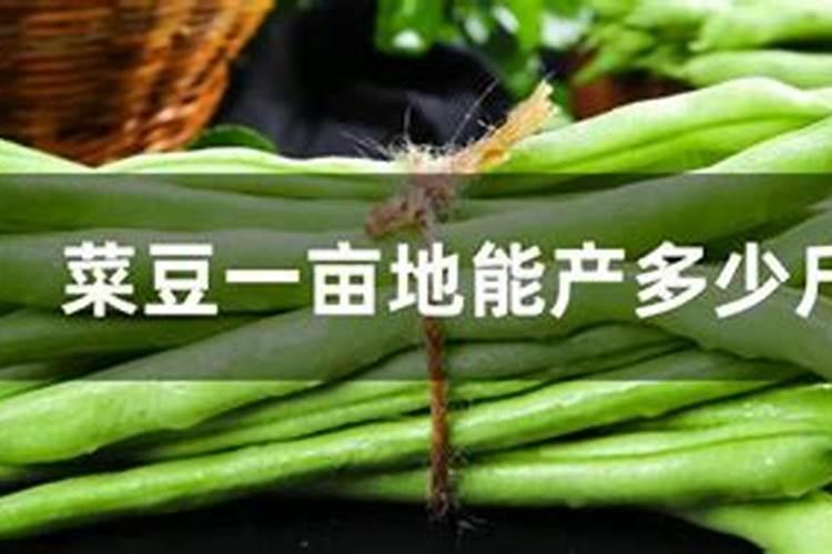 豆角用什么肥料效果好(种植豆角结果期需要什么叶面肥)