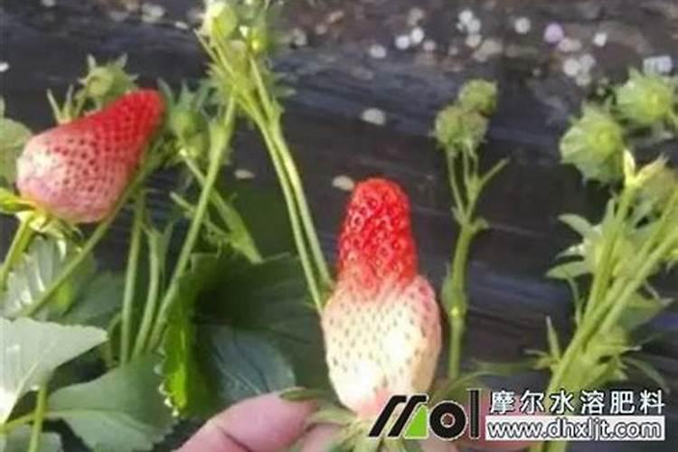 草莓缺素症的症状表现及防治措施
