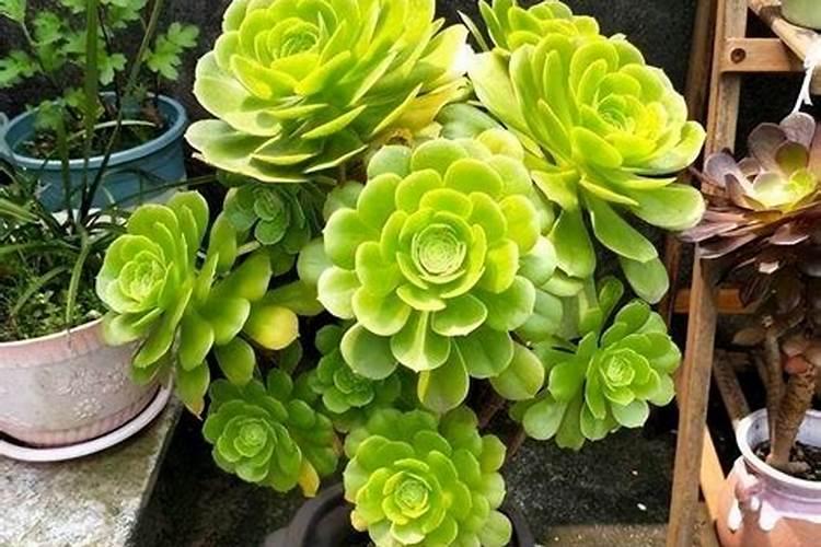 钾肥对植物的作用
