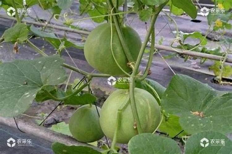钾肥对植物的作用是什么