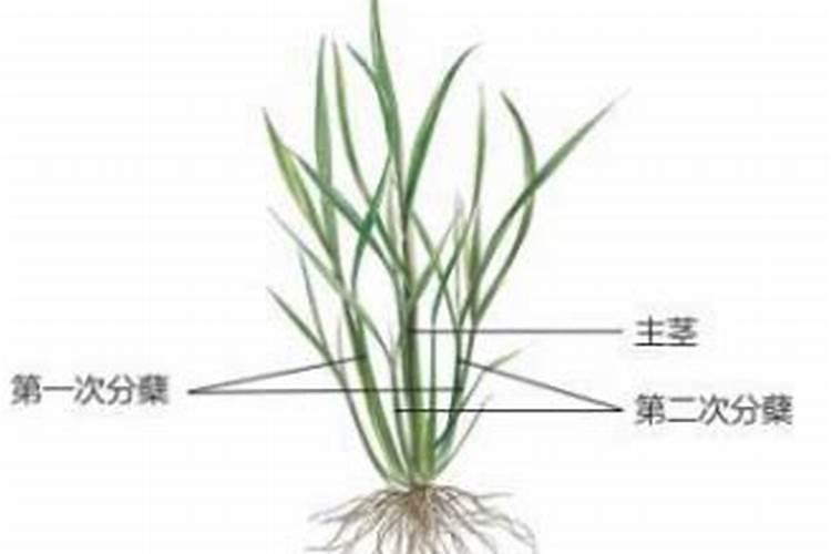 水稻什么时候施反青肥水稻施反青肥的时间
