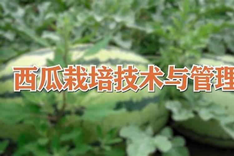 晚上喷打叶面肥和虫药有效果然吗