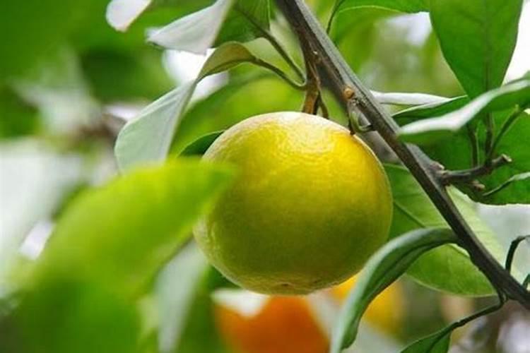 柑橘树施肥以后树叶卷了是什么原因？