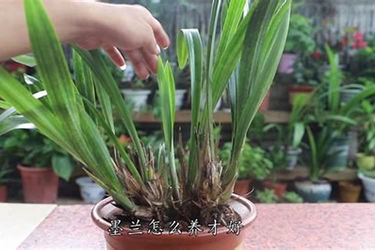 墨兰花期养护方法