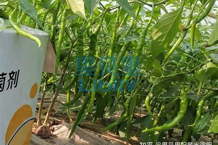 猕猴桃叶子像太阳灼伤一样枯萎是什么原因？