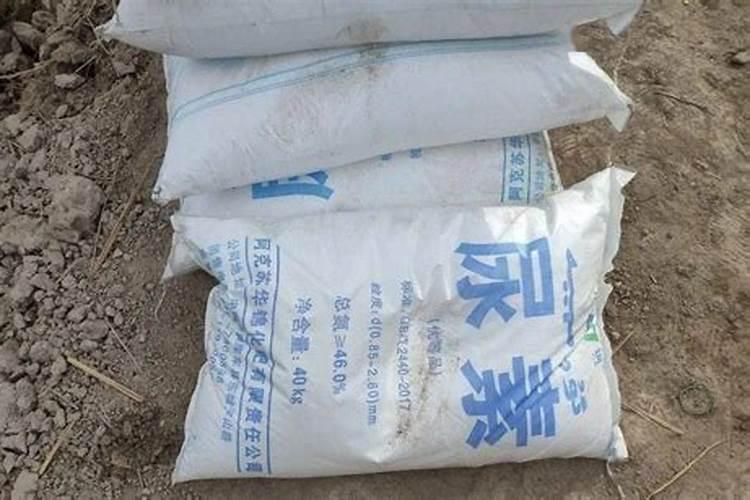 杜鹃花浇水多了焉了 怎么补救？