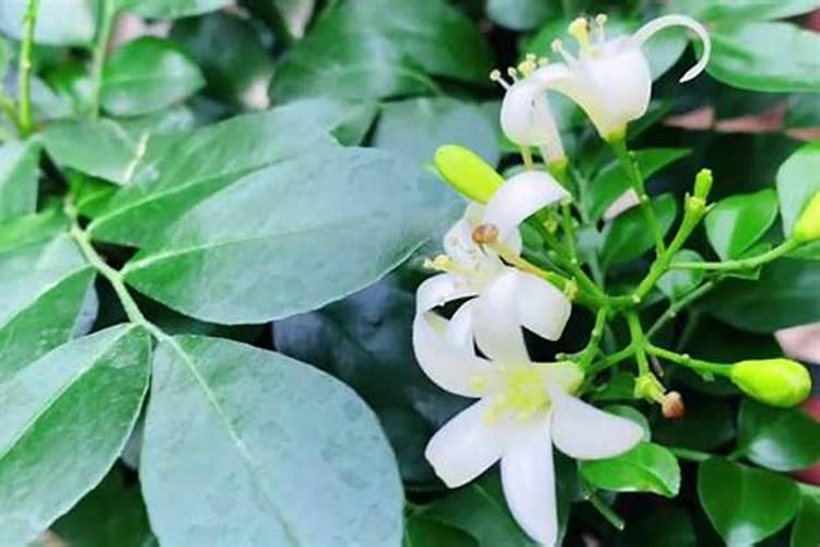 正在种植的甘蔗施什么肥料比较好？