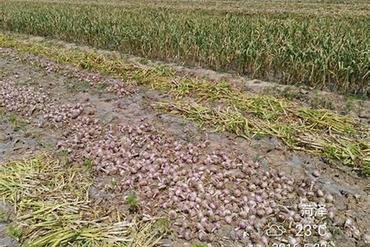 大蒜追肥用什么肥料好