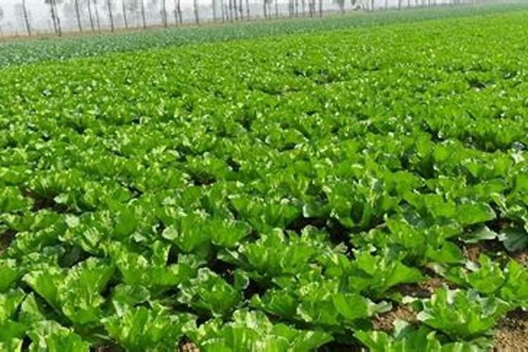 白菜追肥多久追一次 白菜多长时间追肥一次