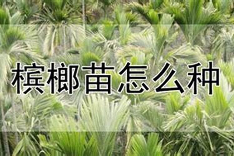 土壤酸化草莓叶片表现？