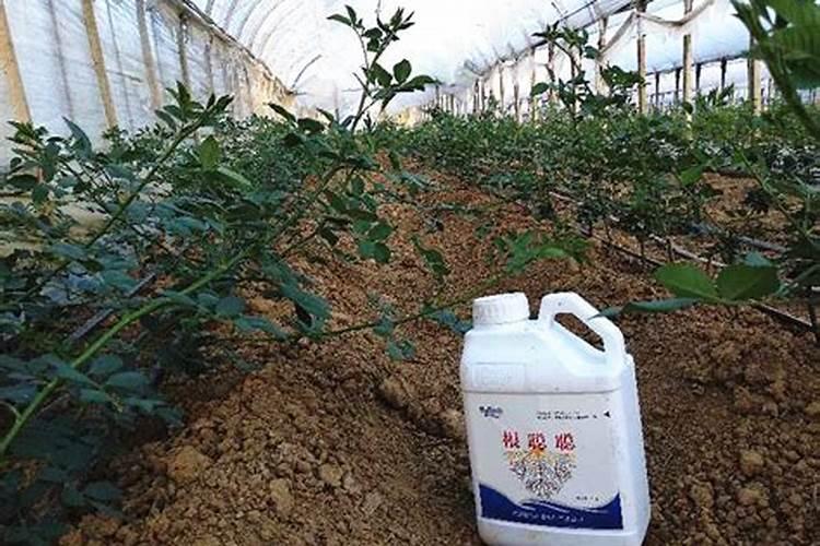 俄罗斯红钾肥优劣