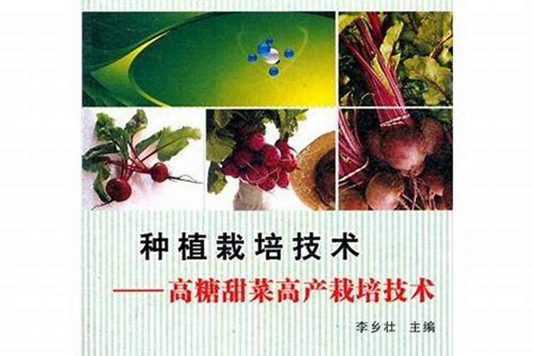 人工种植甜菜,怎么管理可获得丰产稳产？