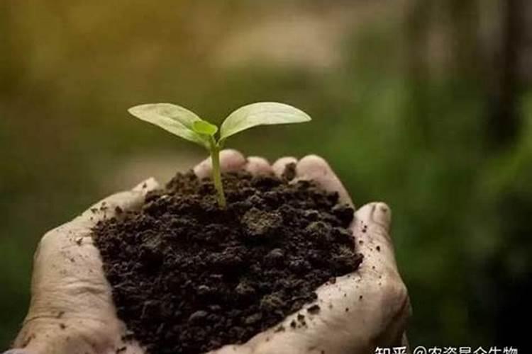 甲霜恶霉灵和氨基寡糖素会产生化学反应吗