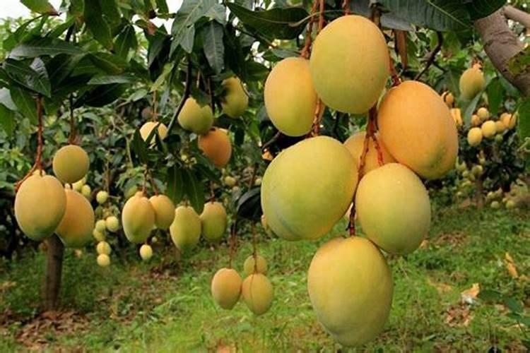 芒果树用什么肥料最好