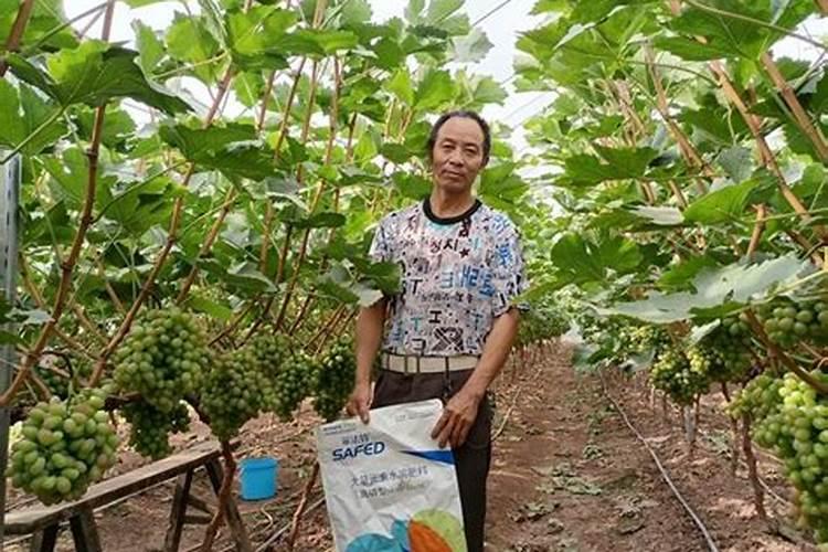 叶面肥和有机肥料是否属于化肥？谢谢!