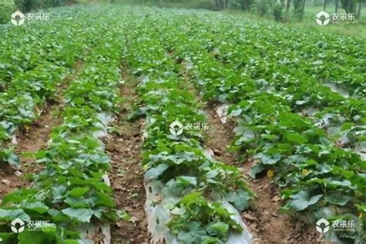 甜瓜定植后怎样施增甜肥效果好