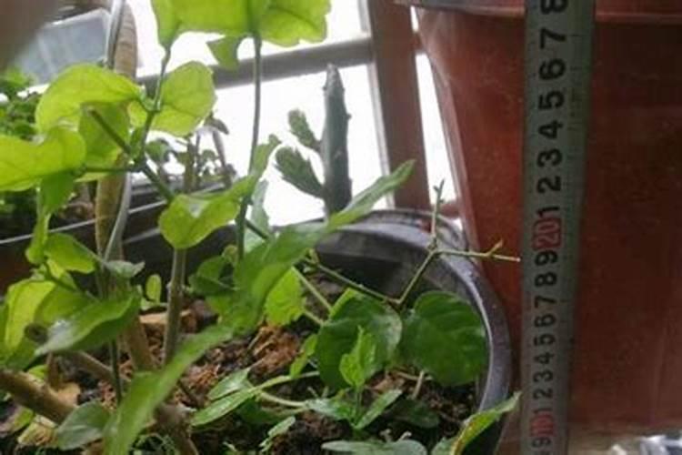 果树苗定植多久上肥果树苗定植几天后施肥最佳