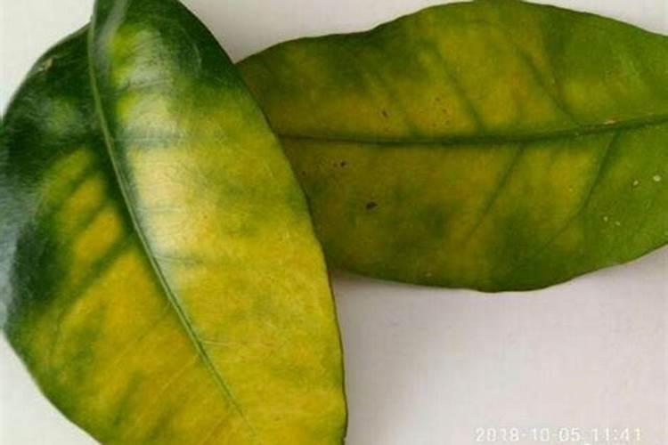 柚子施什么肥最甜,柚子树施什么肥比较好
